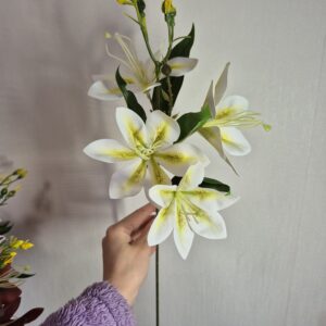 Латексна магнолія, шампань