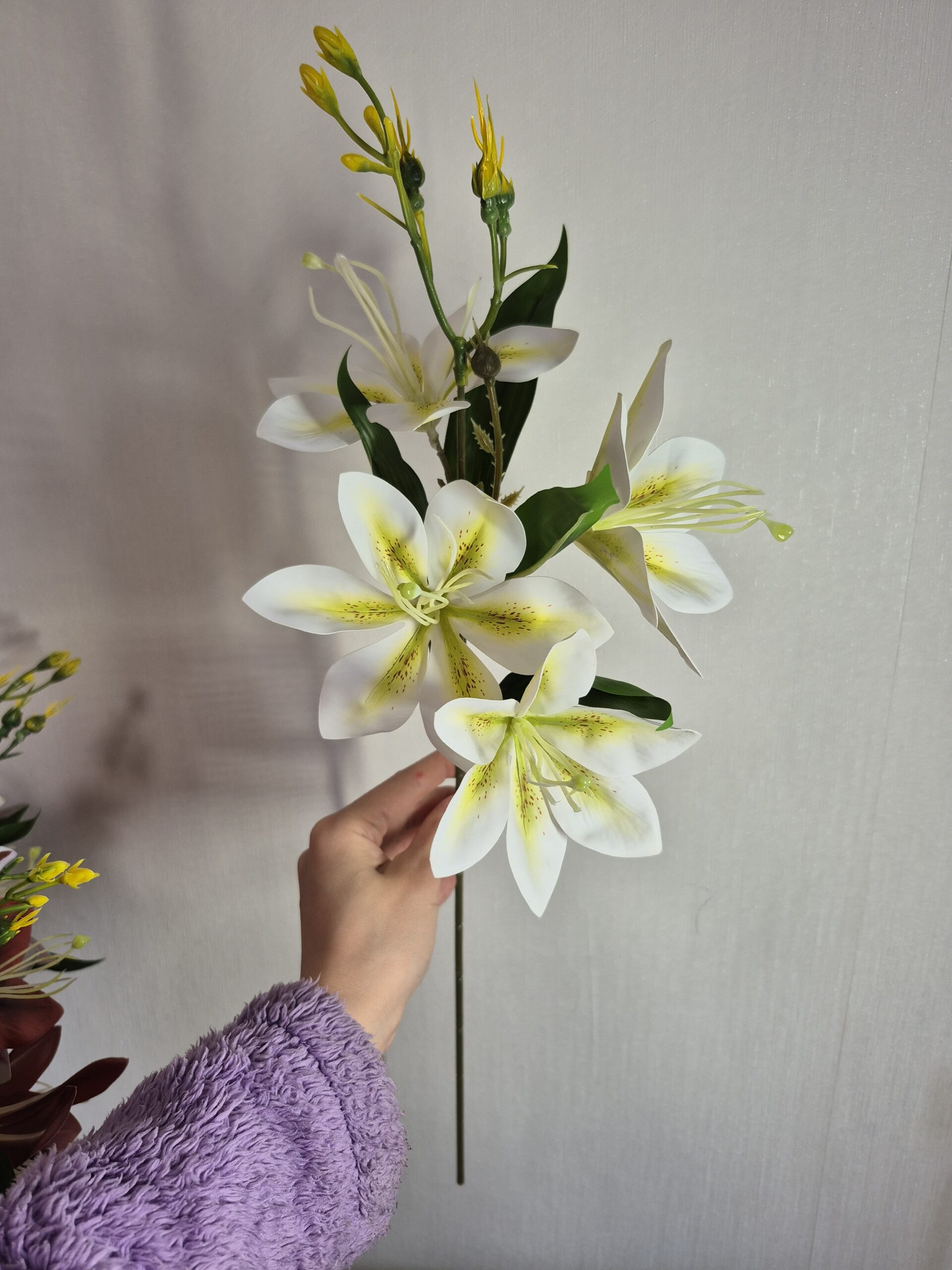 Латексна магнолія, шампань
