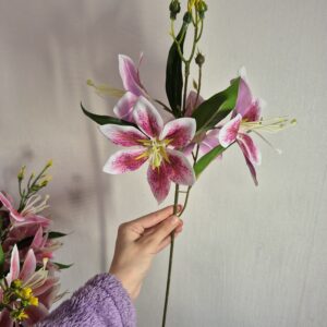 Латексна магнолія, рожевий